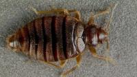 Bed Bug Control Melbourne image 1